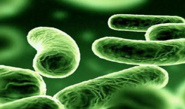 Lactobacillus